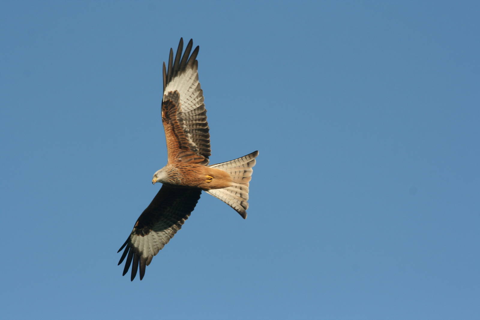 Red Kites Gigrin farm