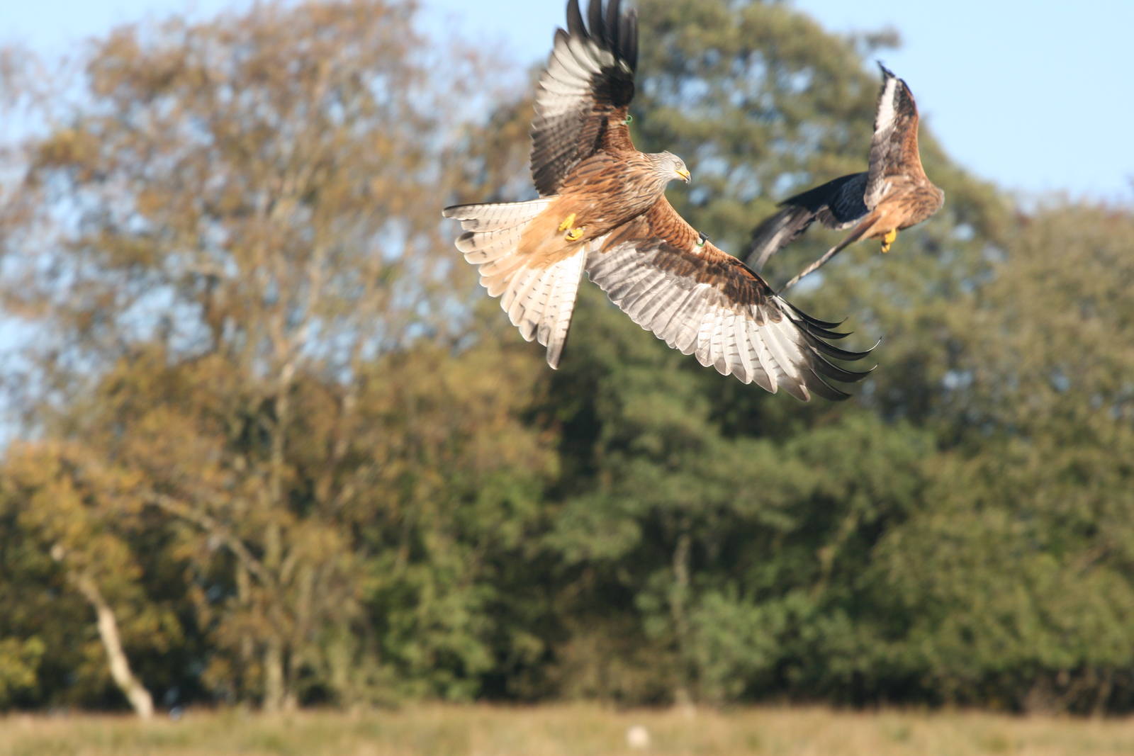 Red Kites Gigrin farm