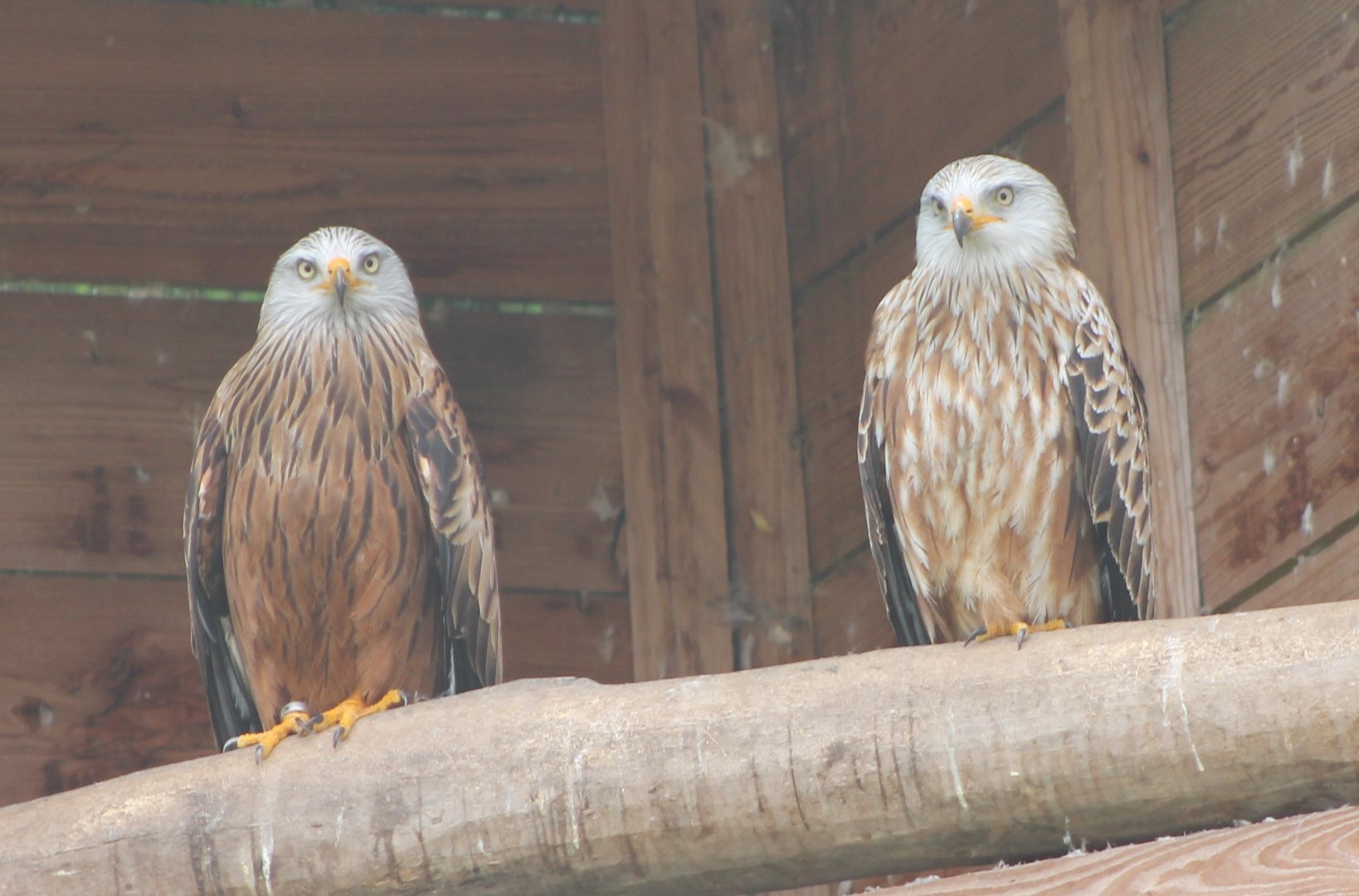 Red kites
