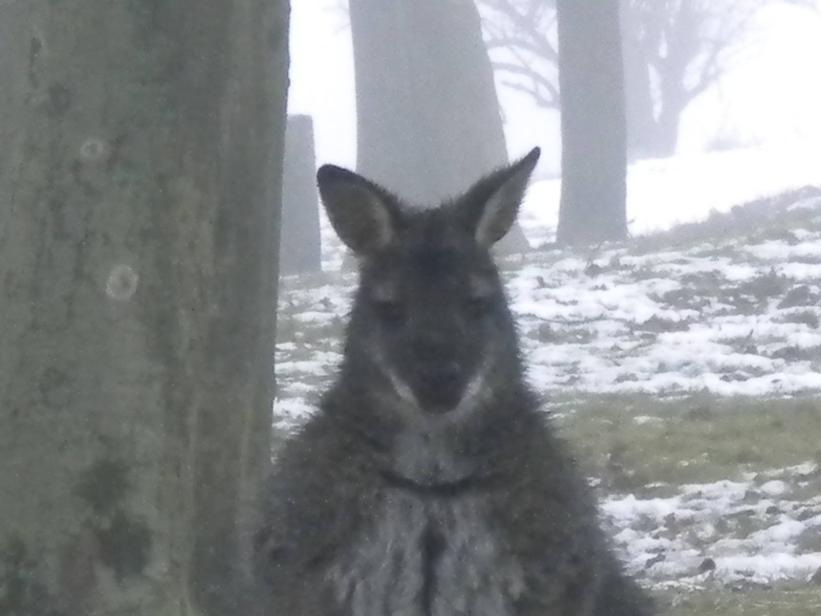 Red knecked Wallaby-27/12/10.