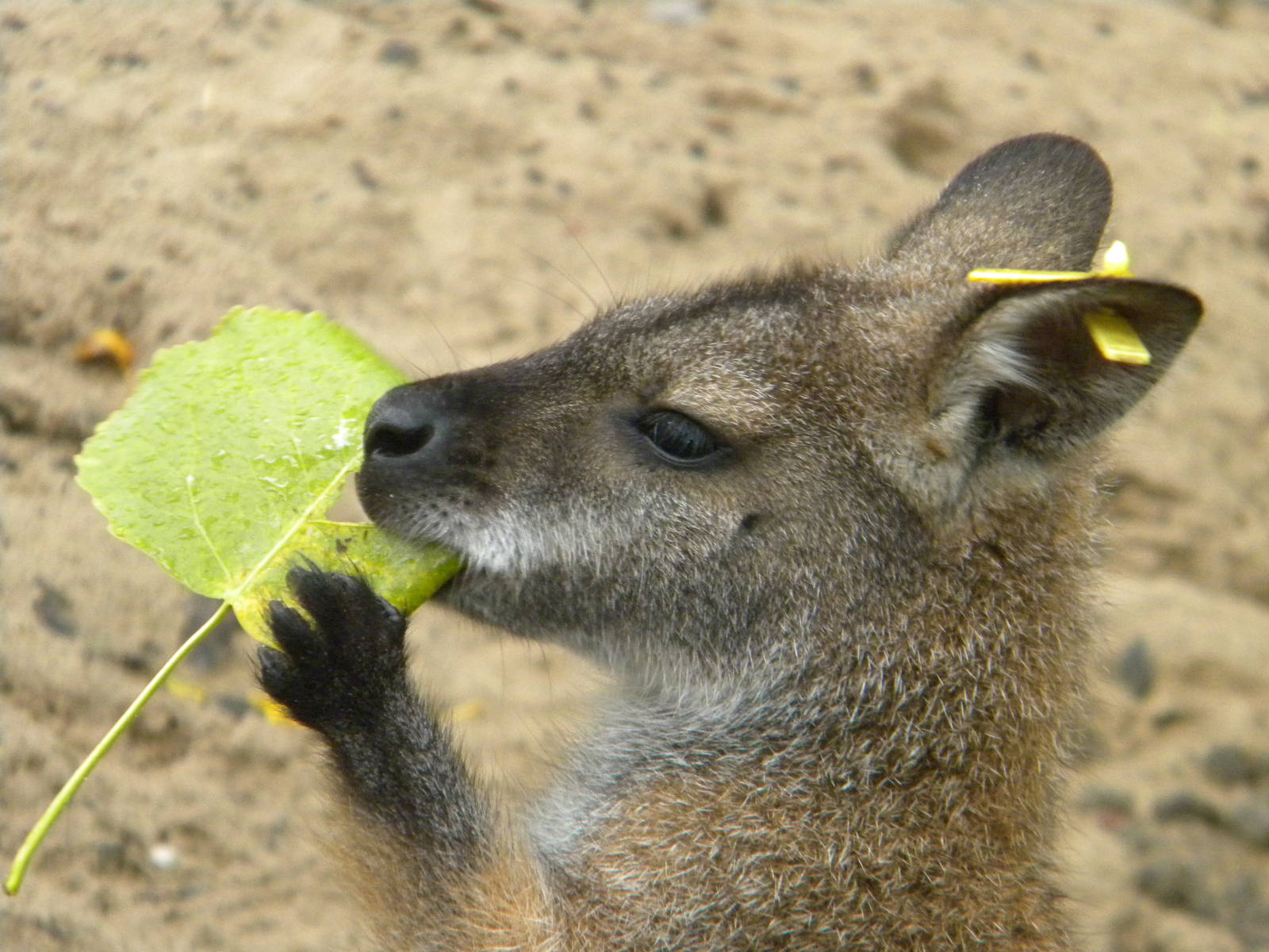 Red knecked Wallaby at Blackpool Zoo 07/08/11