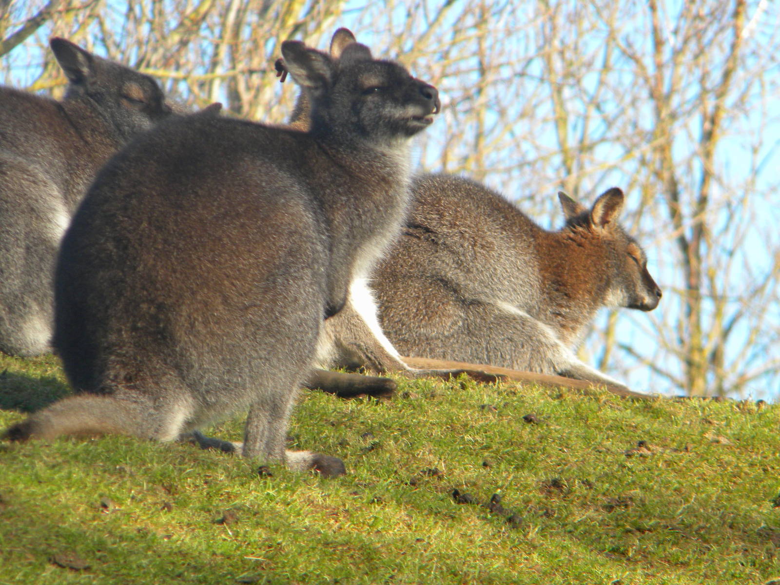 Red Knecked Wallaby.