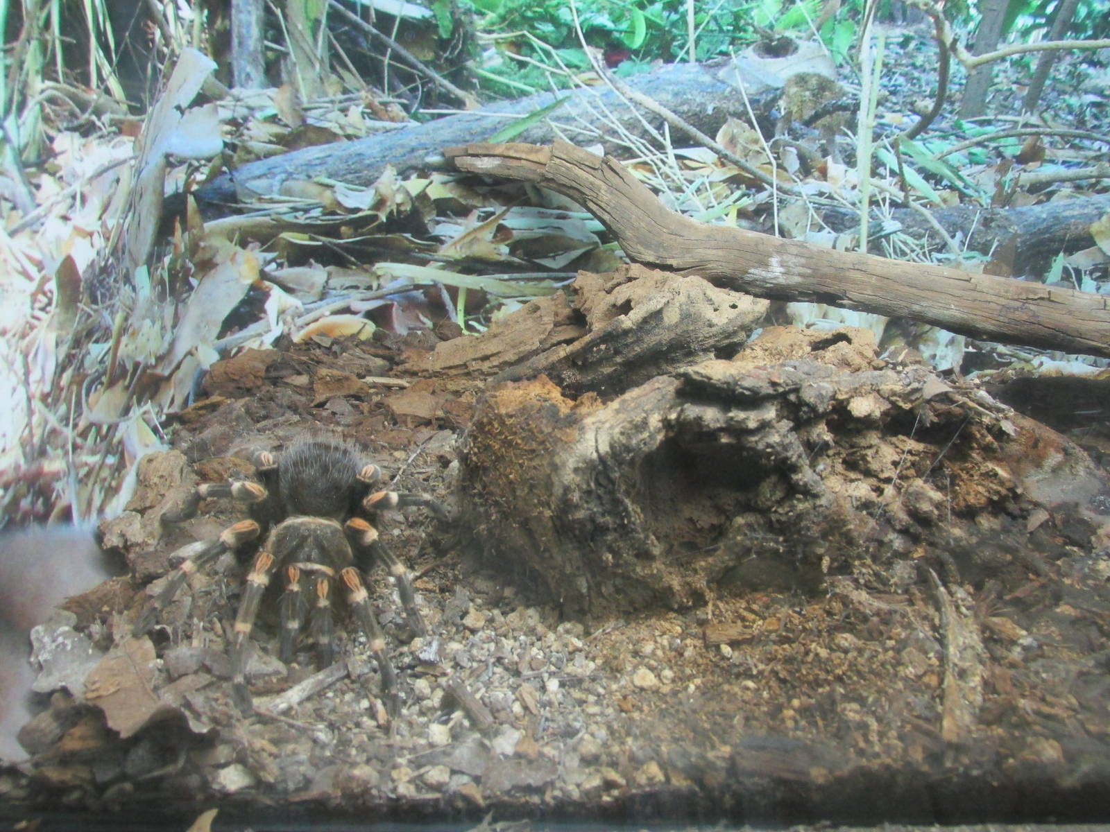 red knee tarantula africam safari