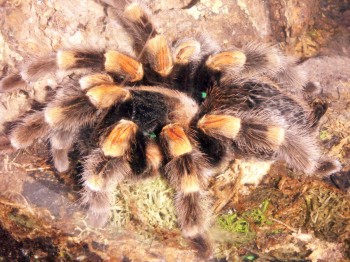 Red-knee Tarantula (Brachypelma smithi)