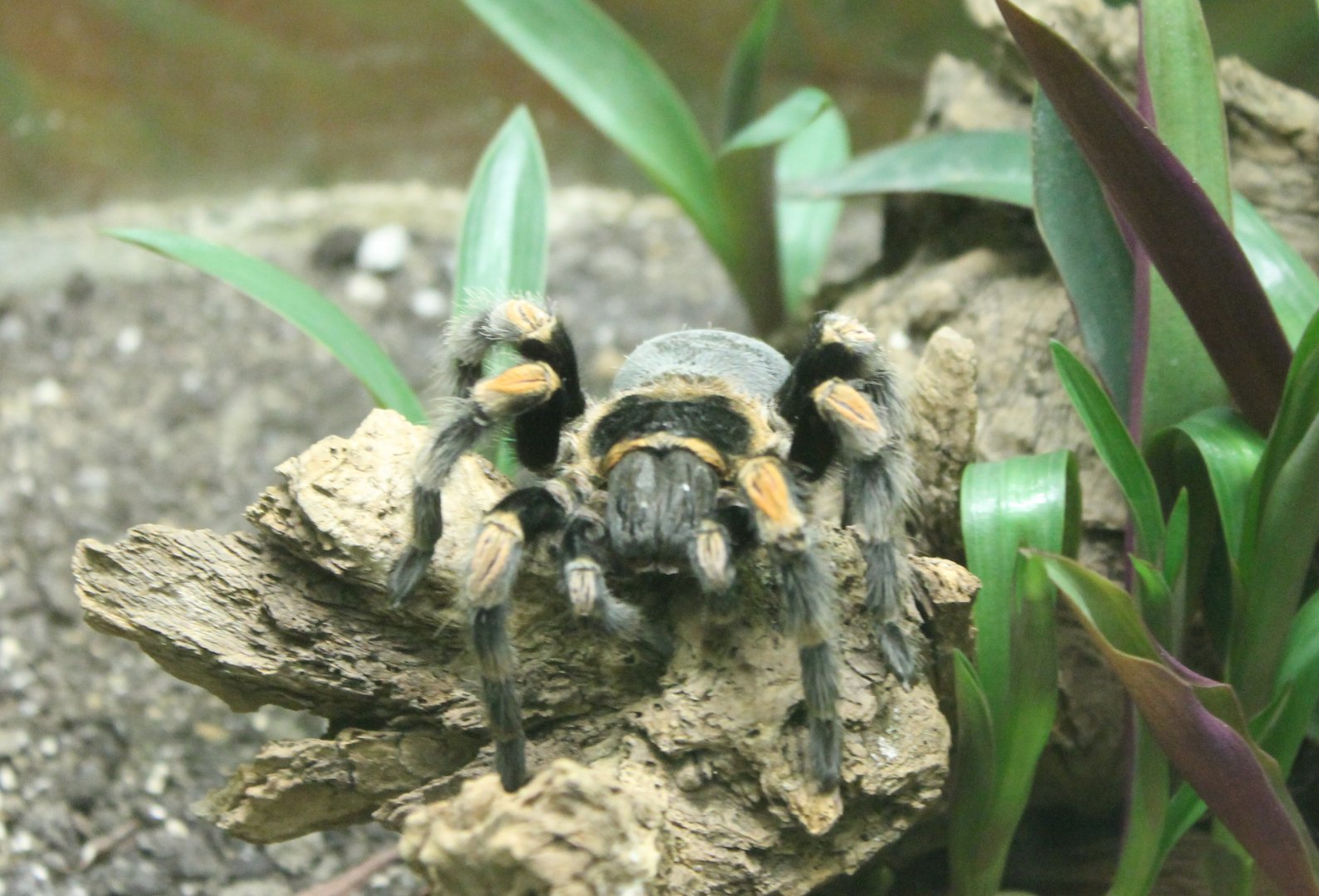 Red-knee tarantula - Brachypelma smithi