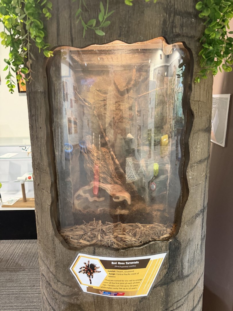 red knee tarantula exhibit