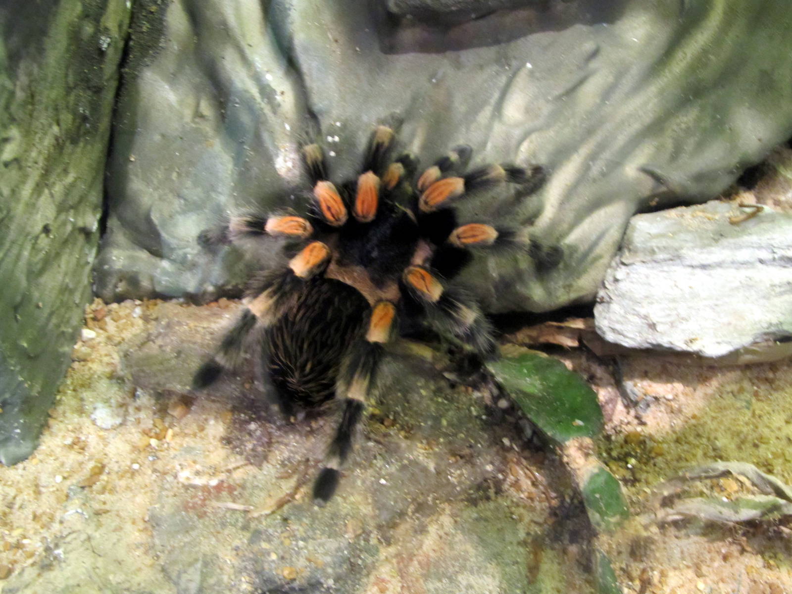 Red-knee Tarantula