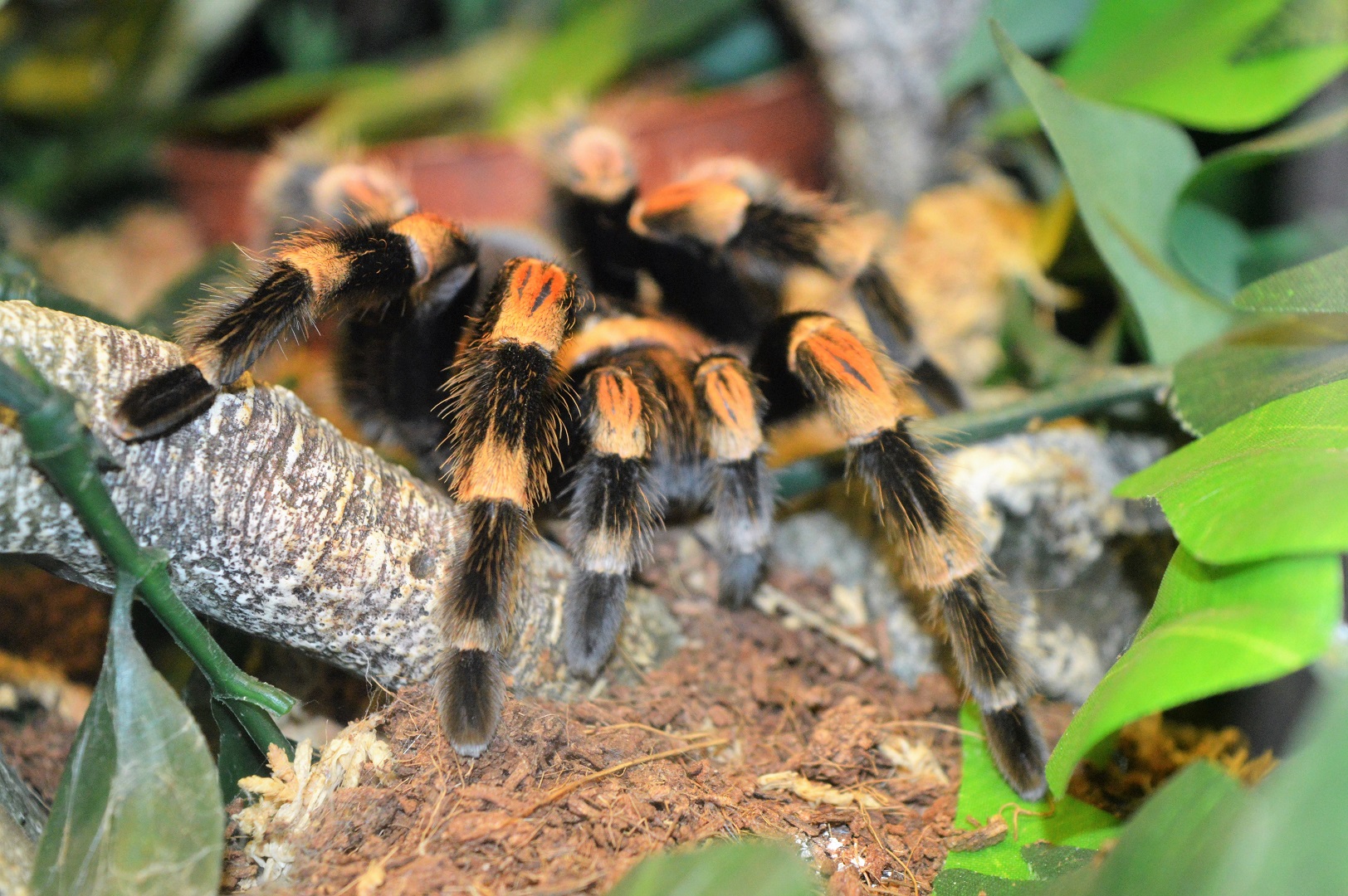 Red knee tarantula