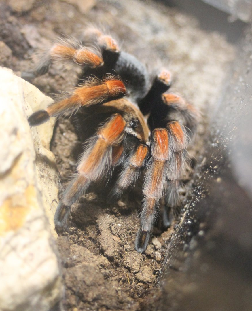 Red-knee tarantula
