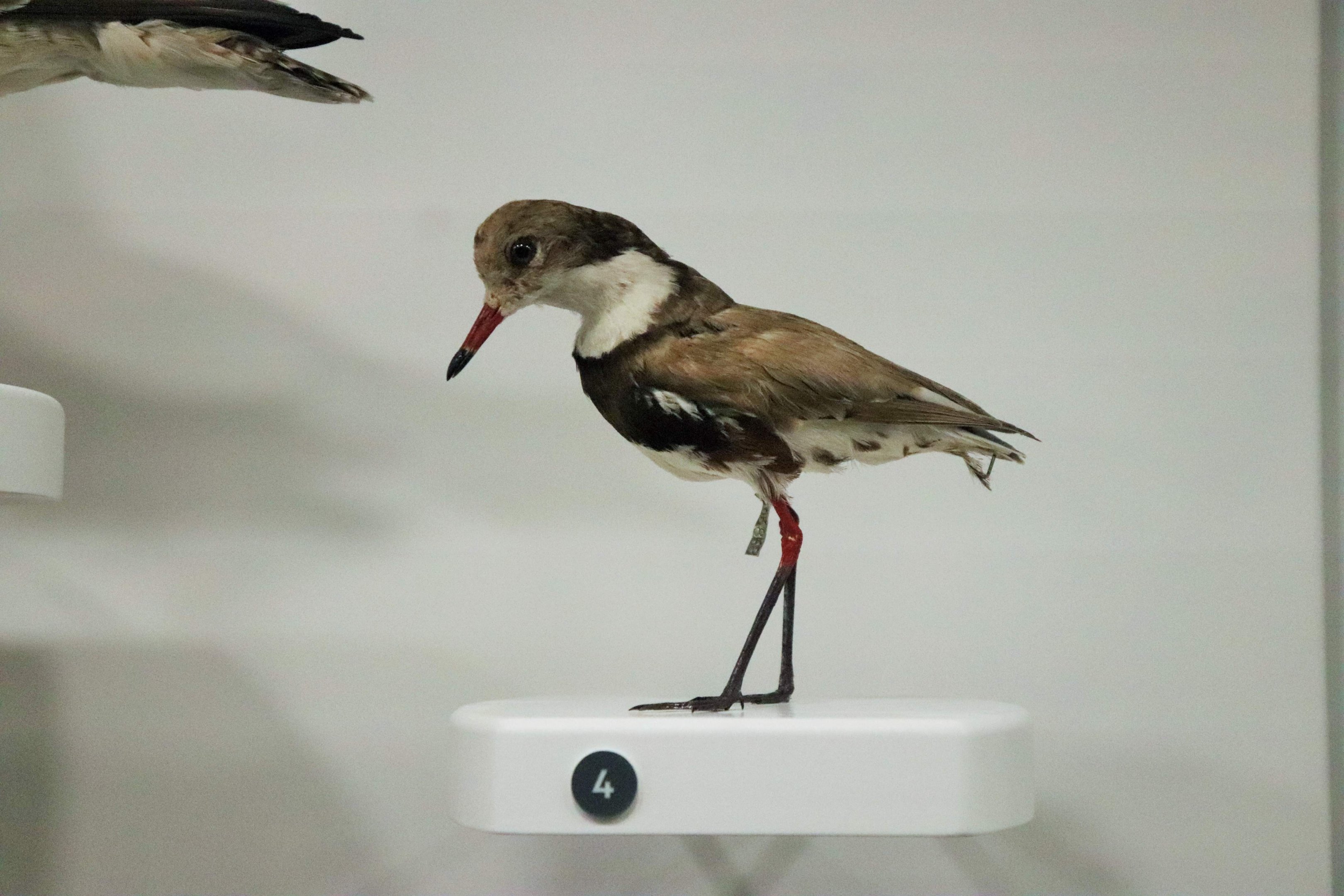 Red-kneed Dotterel (Erythrogonys cinctus)
