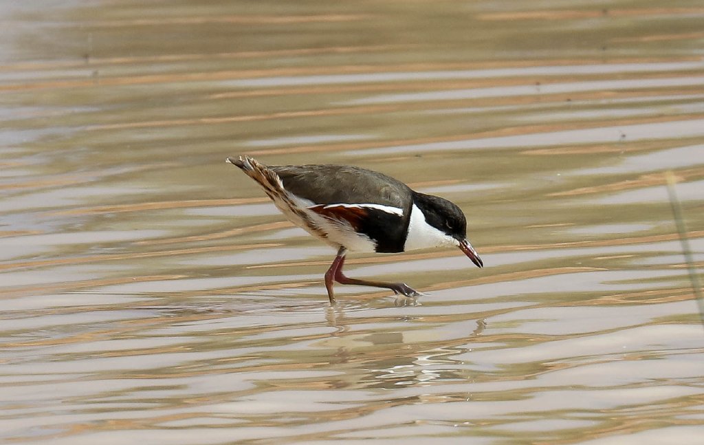 Red-kneed Dotterel