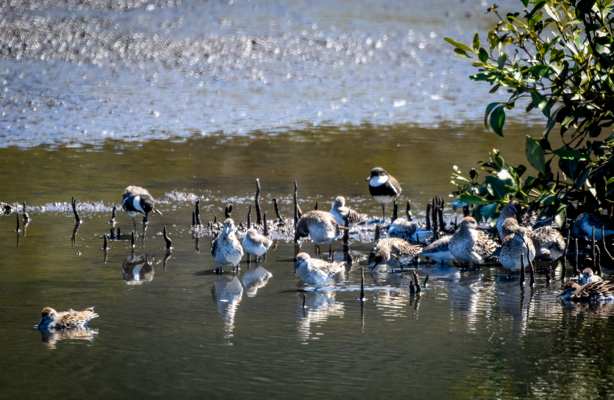 Red-kneed Dotterels, Sharp-tailed Sandpipers and Red-necked Stints