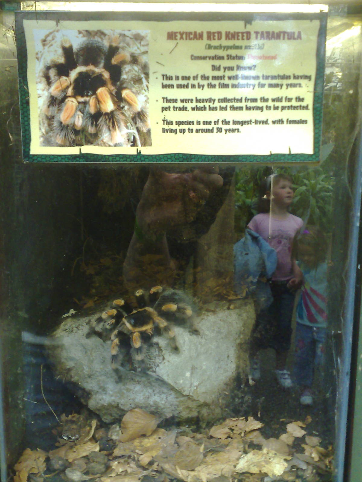 Red kneed tarantula - Amazonia - Scotland - 07