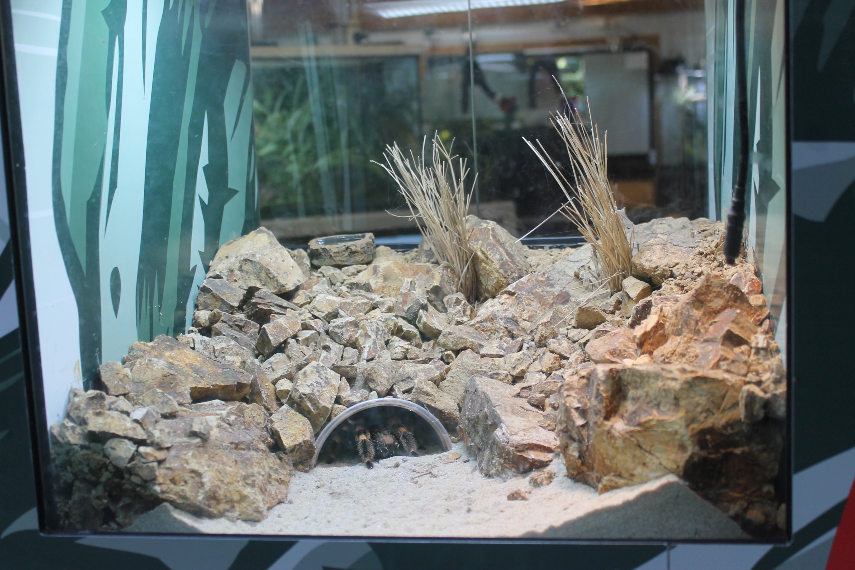 Red-kneed Tarantula (Brachypelma smithi) tank