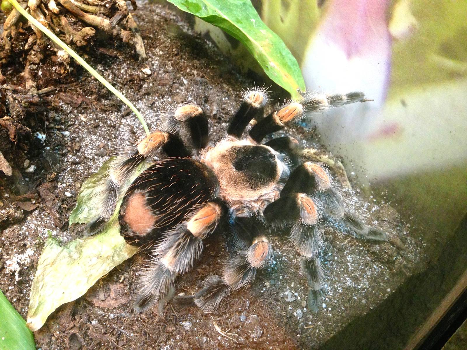 Red Kneed Tarantula