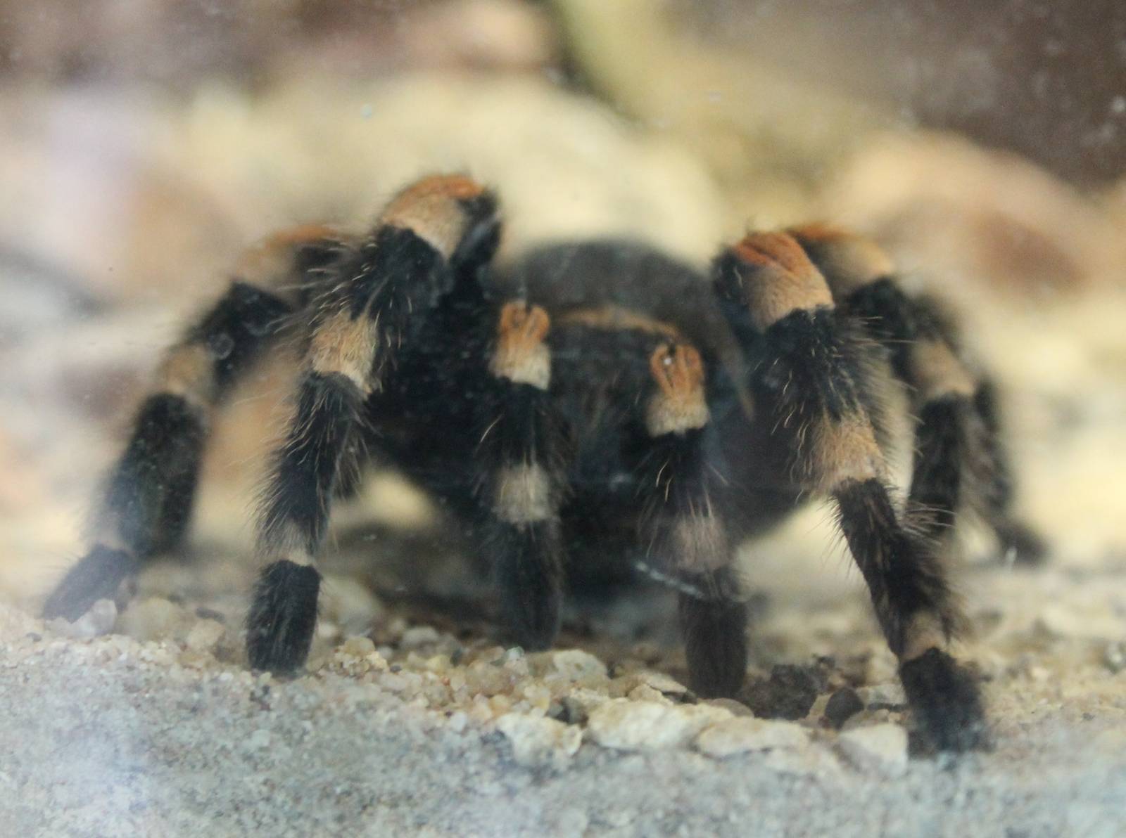 Red-kneed tarantula