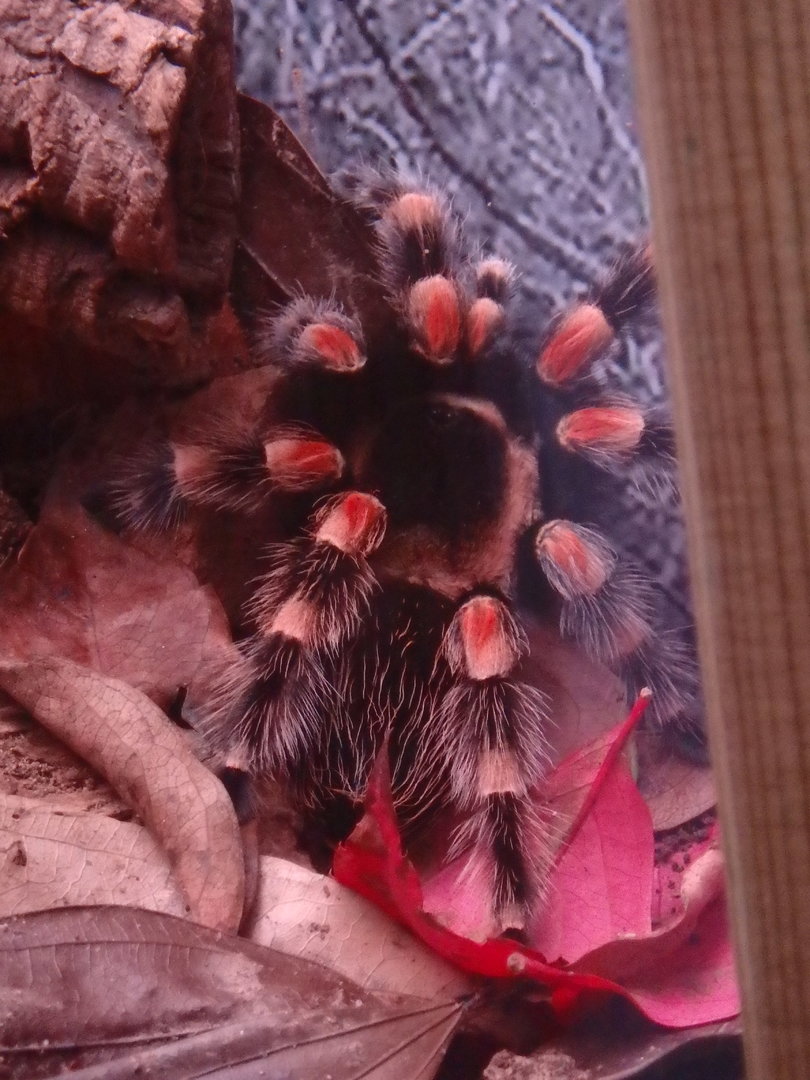 Red-kneed tarantula