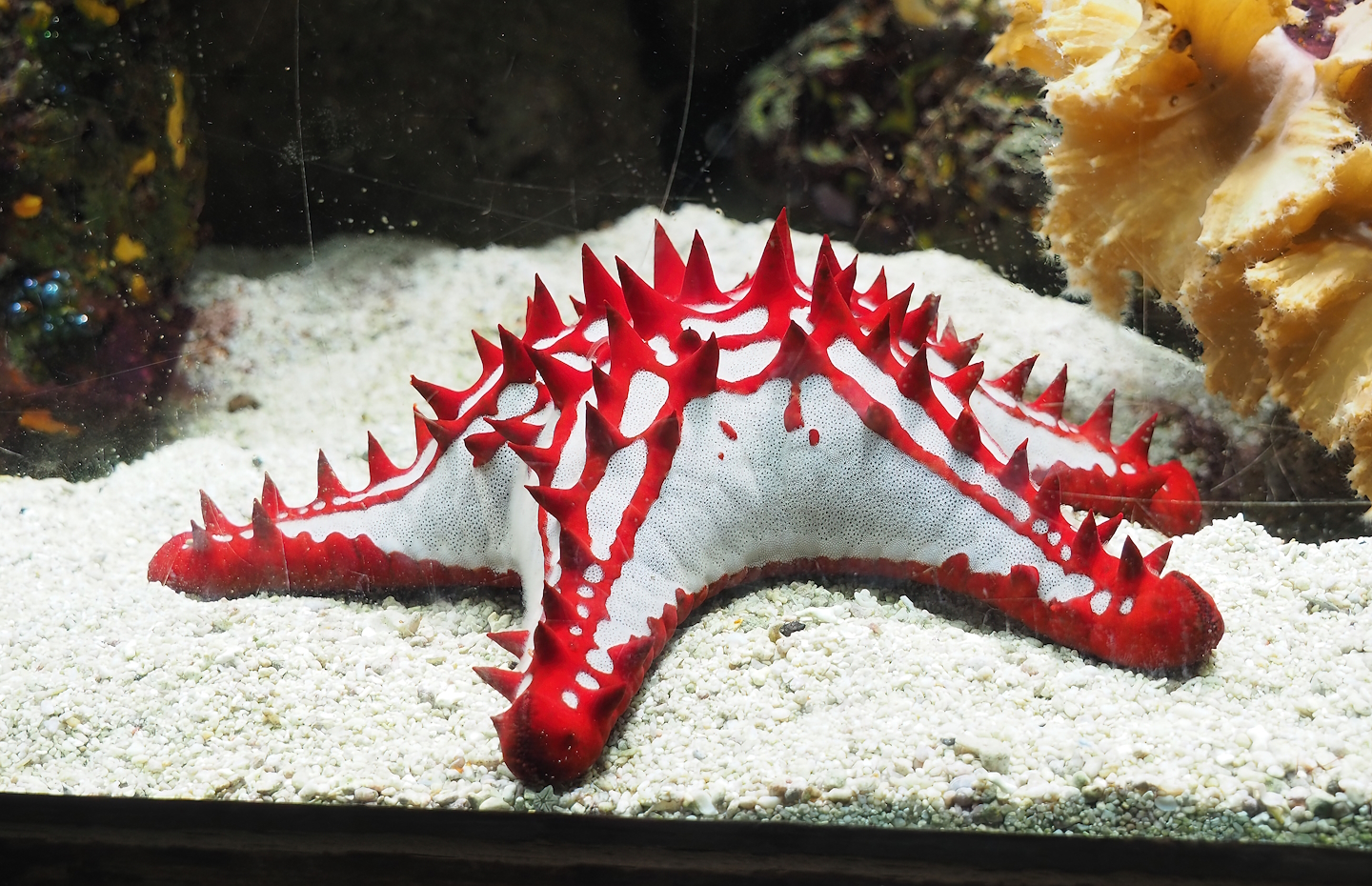 Red knob sea star (Protoreaster lincki), 2023-08-17
