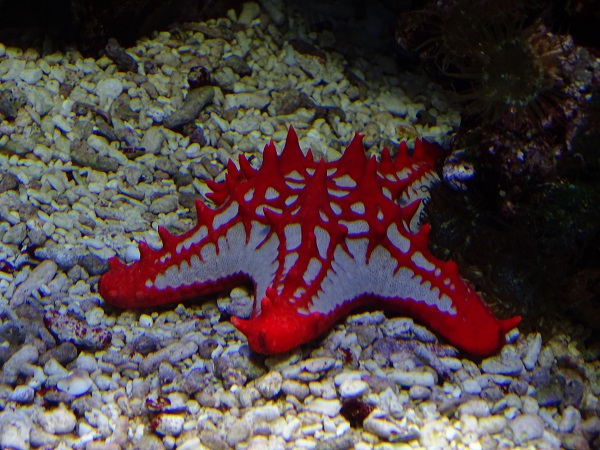 Red knob sea star (Protoreaster linckii) (07/22)