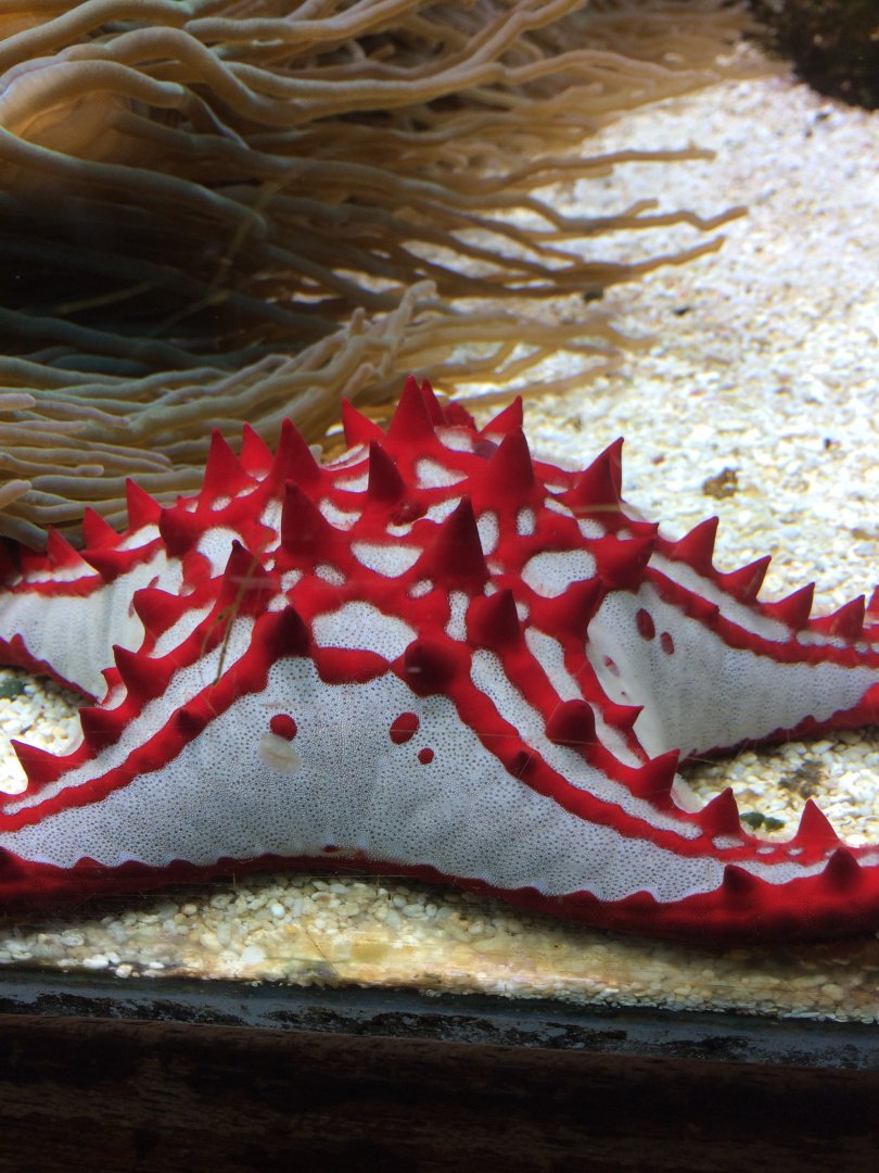 Red knob sea star - Protoreaster linckii