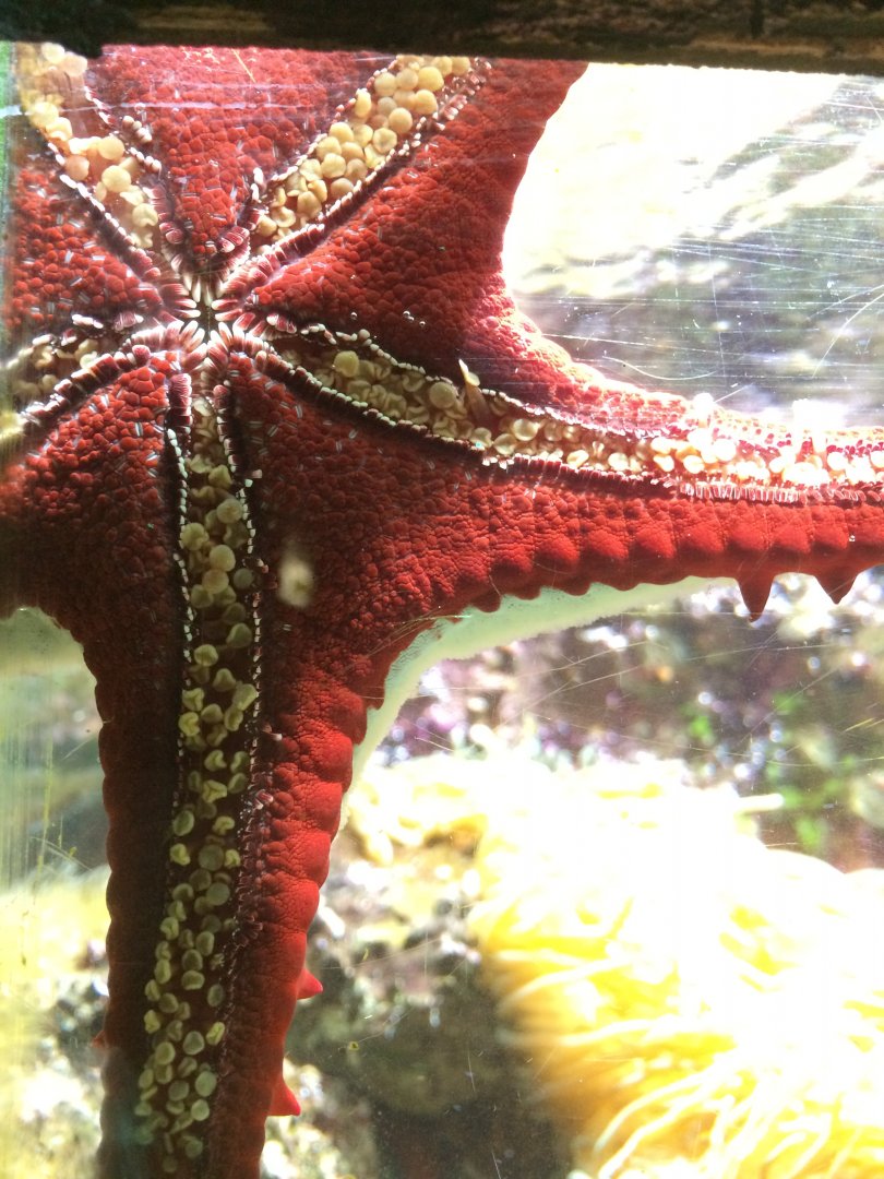 Red knob sea star - Protoreaster linckii