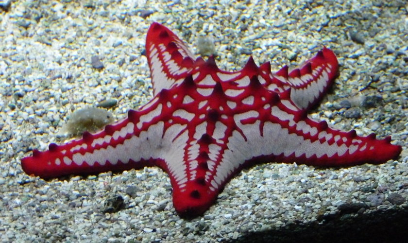Red knob starfish (Protoreaster lincki)