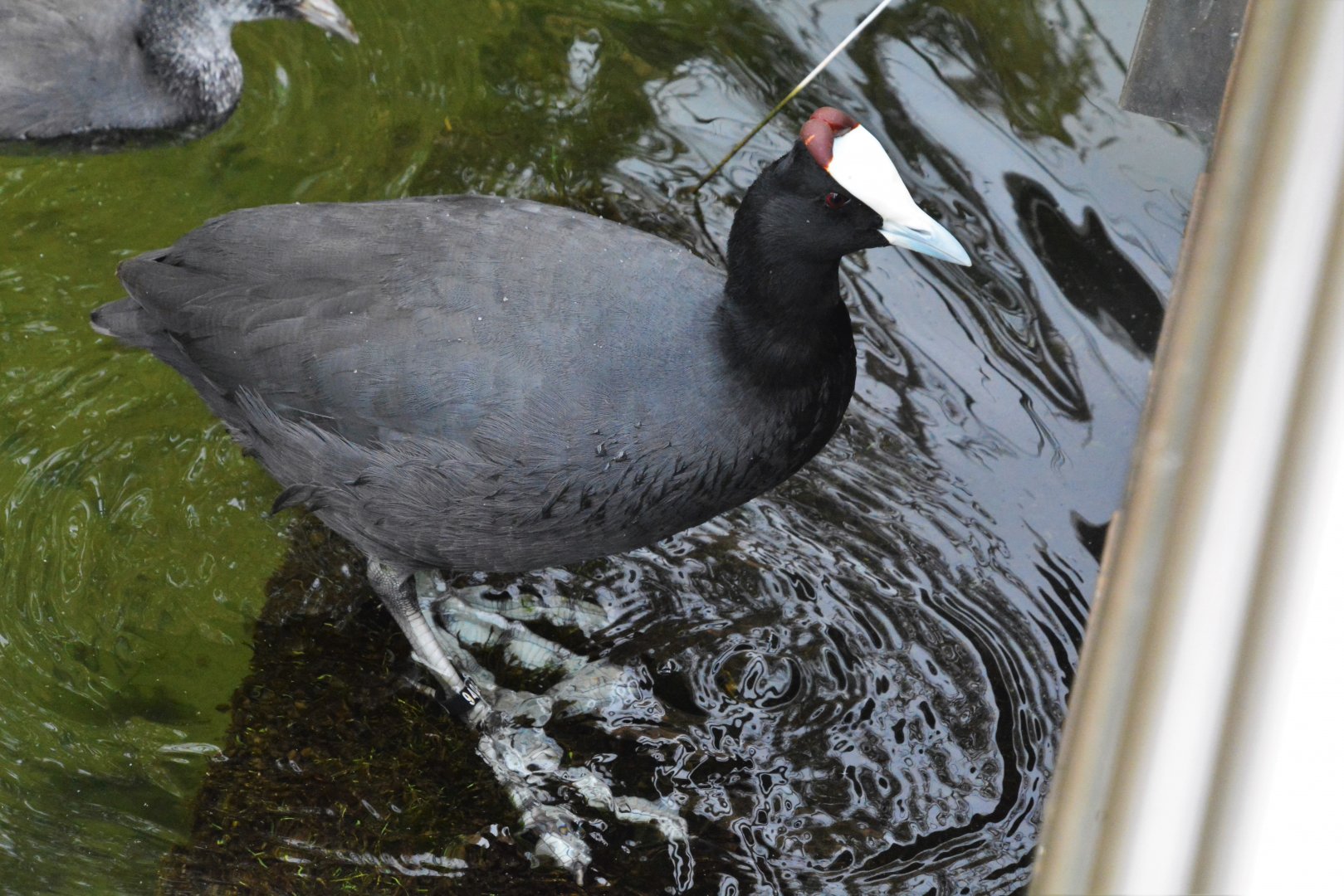 Red-knobbed coot (Fulica cristata)
