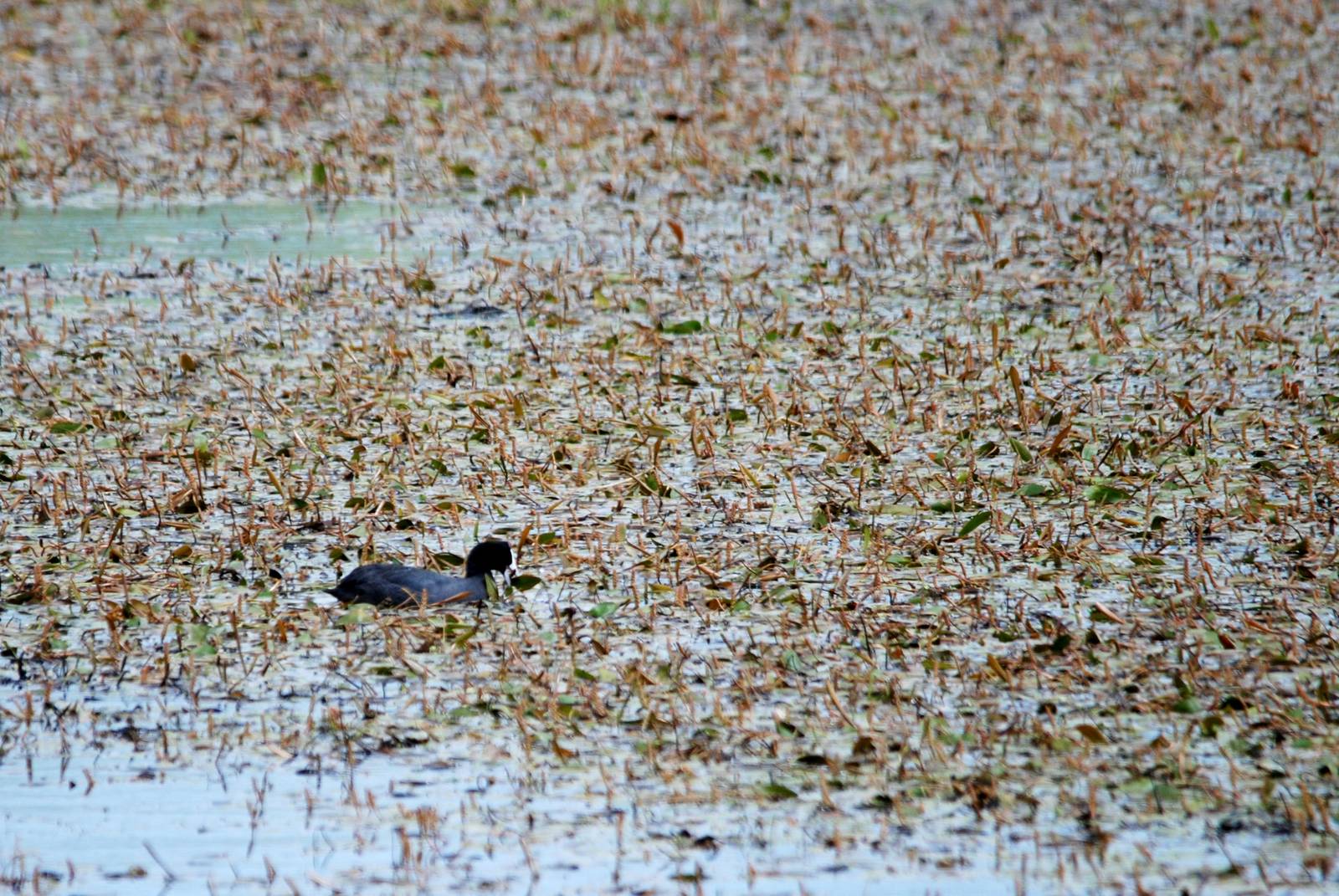 Red-knobbed Coot in Bale Mountains NP, 16/10/14