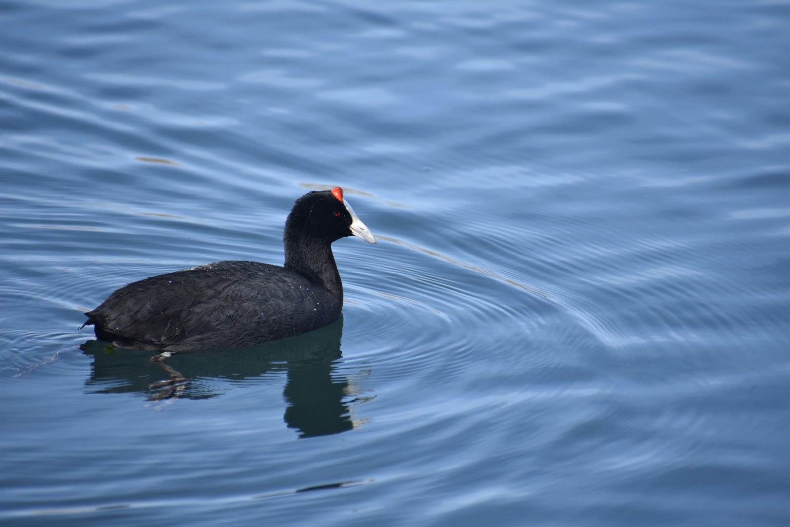 Red-knobbed coot - (Lac Zerouka)
