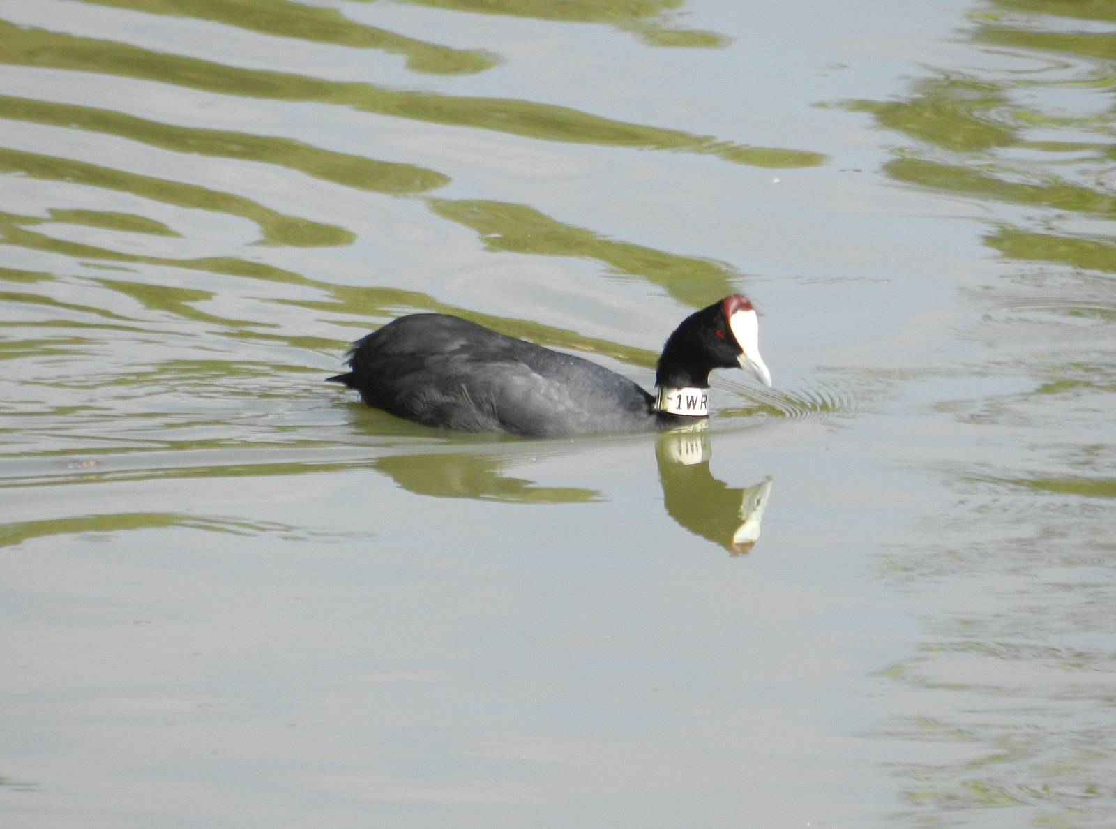 Red-knobbed Coot