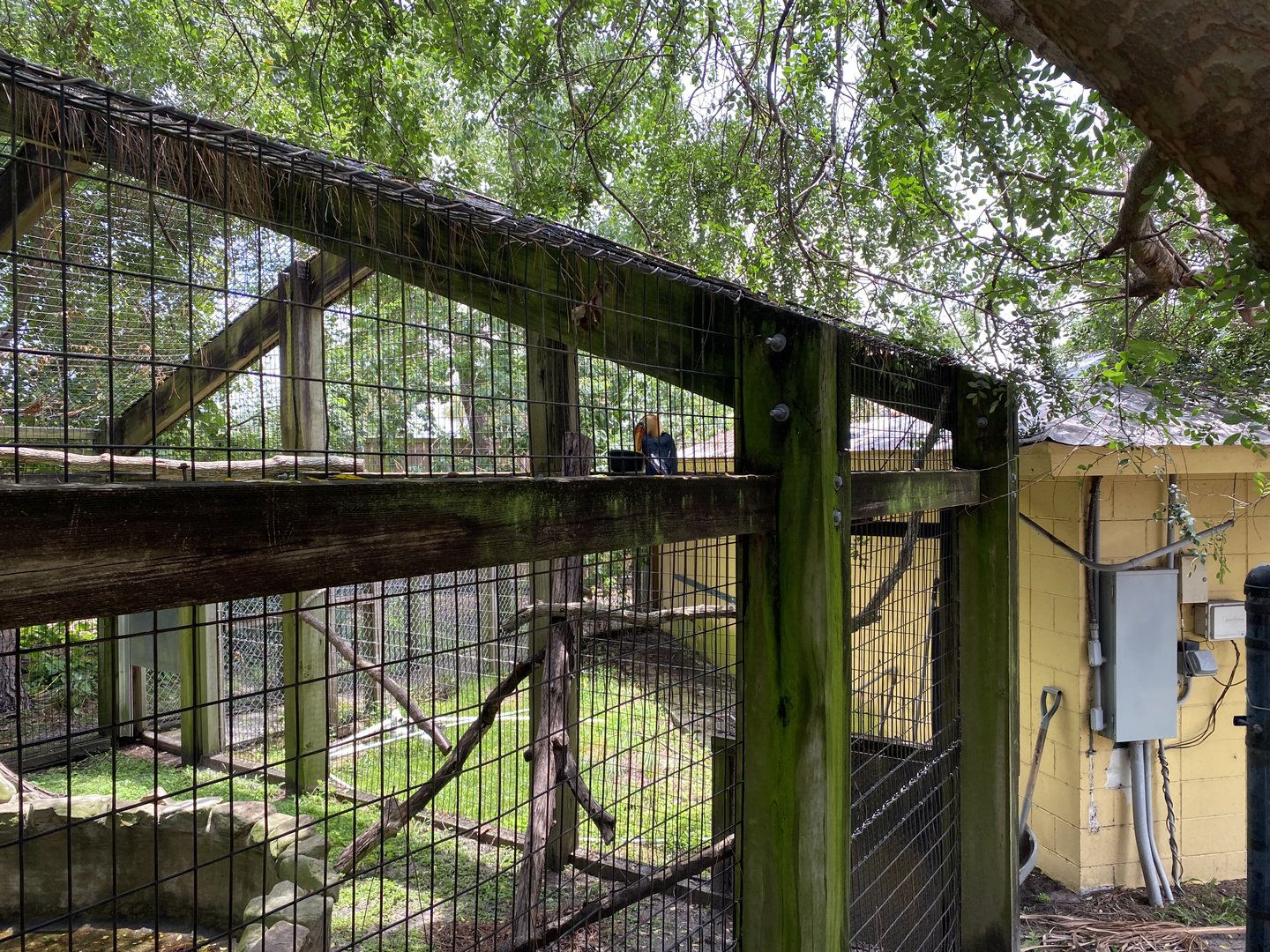 Red-Knobbed Hornbill - 6/22/2023