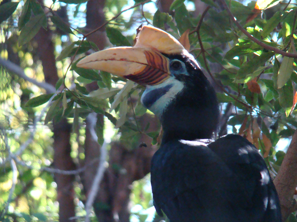 Red-knobbed Hornbill at the Los Angeles Zoo
