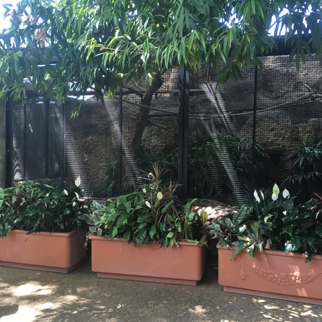 Red-Knobbed Hornbill Aviary