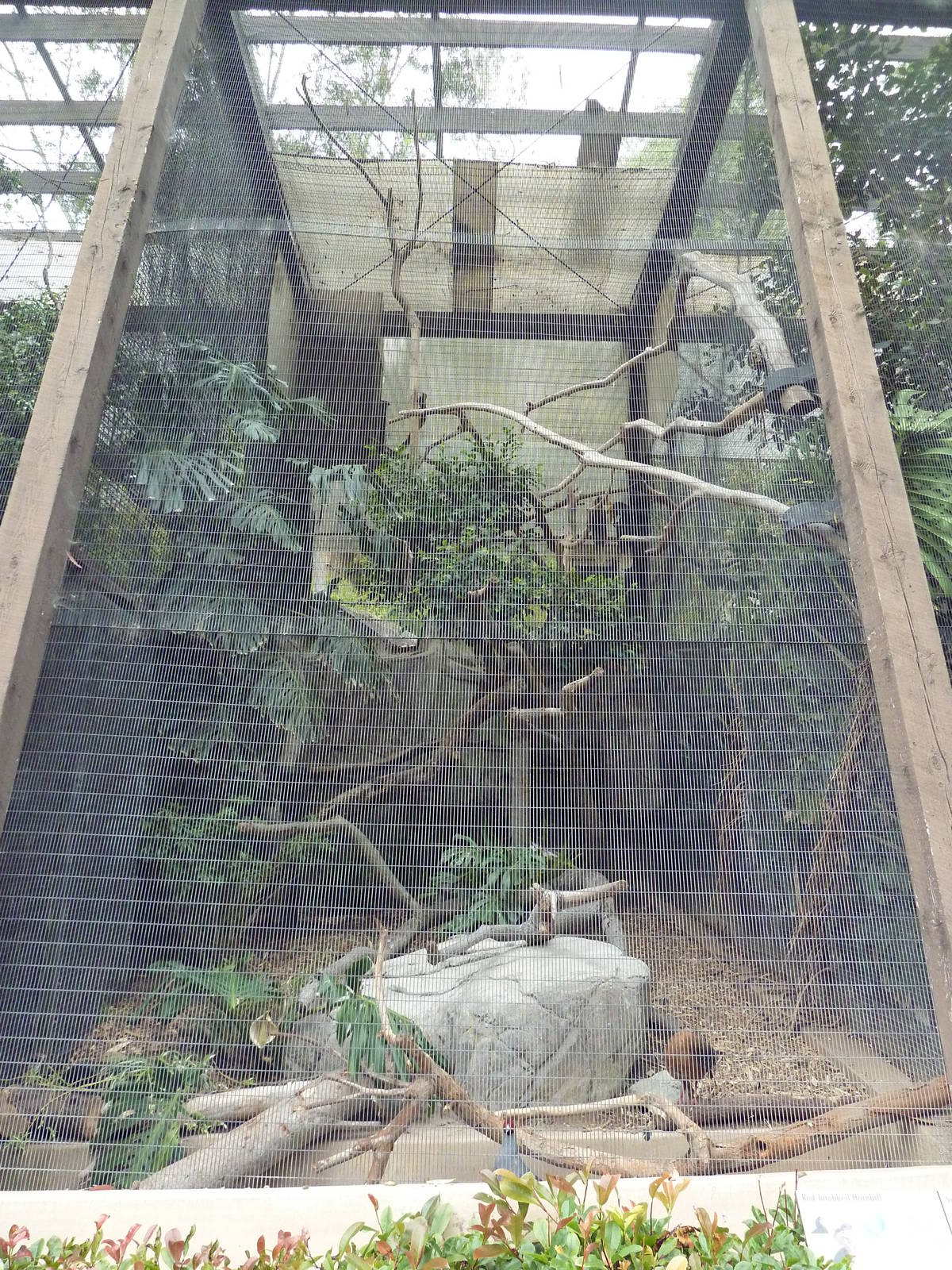 Red-Knobbed Hornbill/Siamese Fireback Exhibit