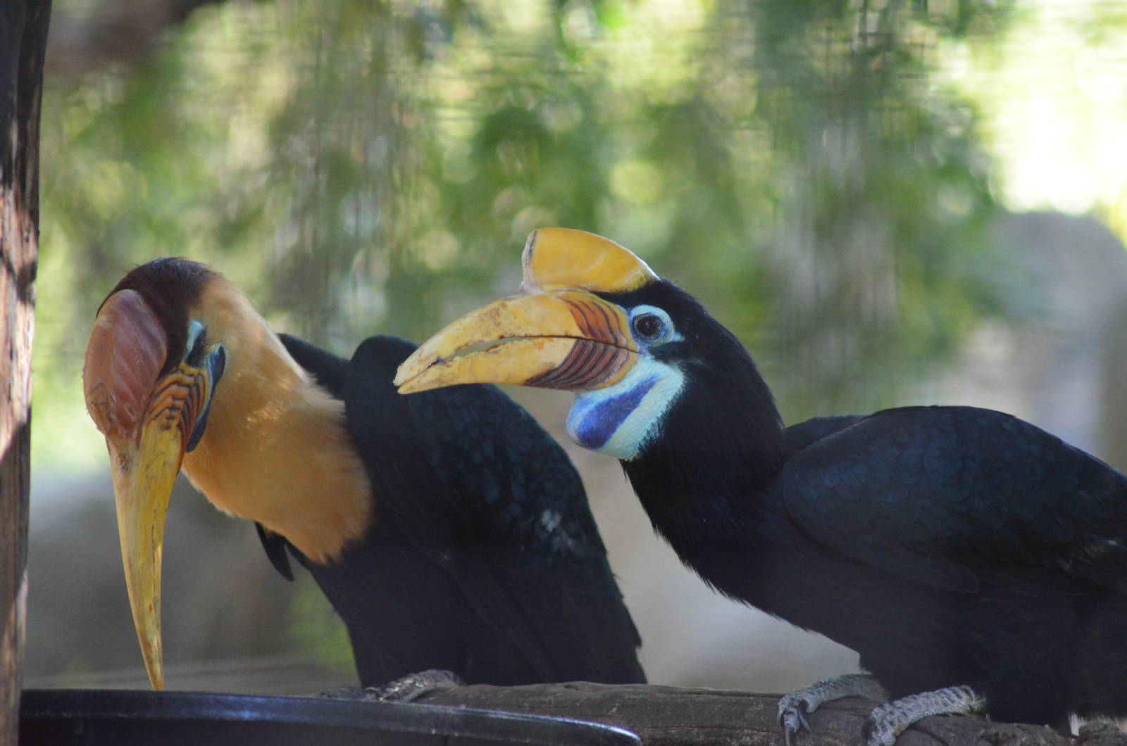 Red-knobbed Hornbill