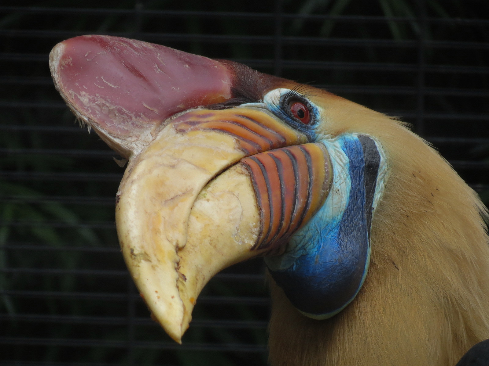 Red-knobbed Hornbill