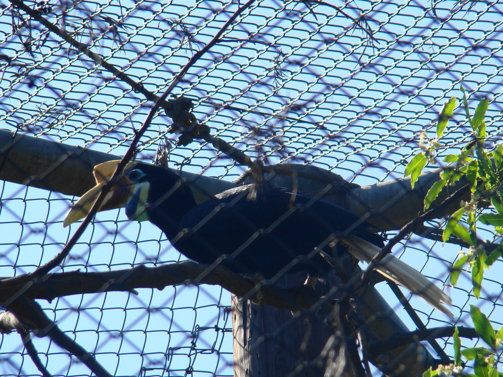 Red-knobbed Hornbill