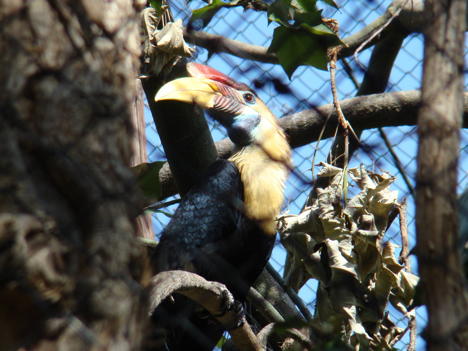 Red-knobbed Hornbill