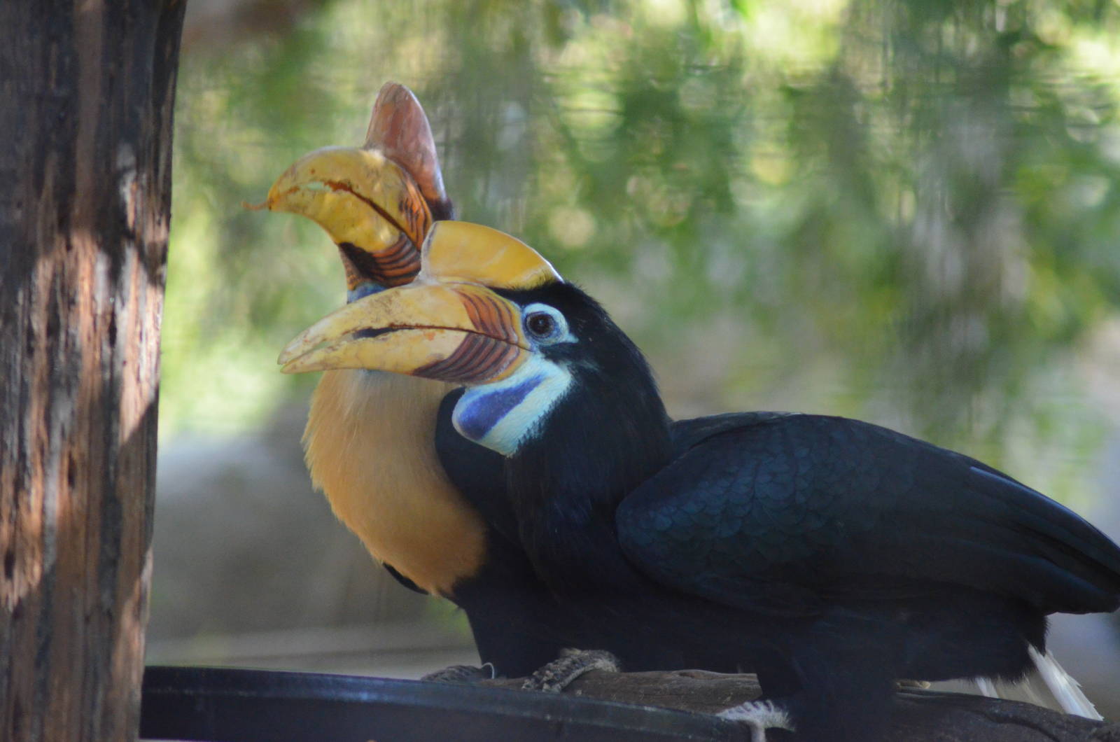 Red-knobbed Hornbills