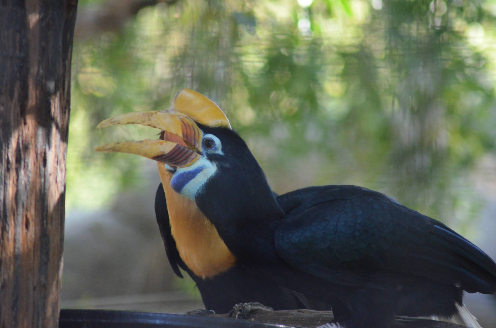Red-knobbed Hornbills