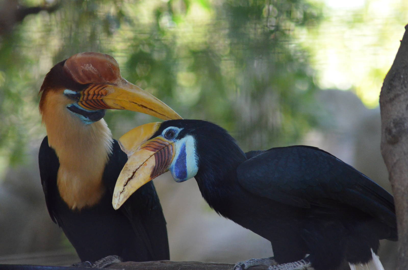 Red-knobbed Hornbills