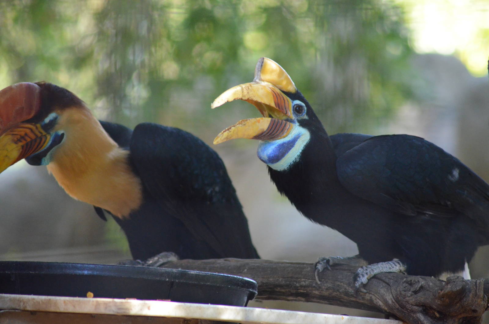 Red-knobbed Hornbills