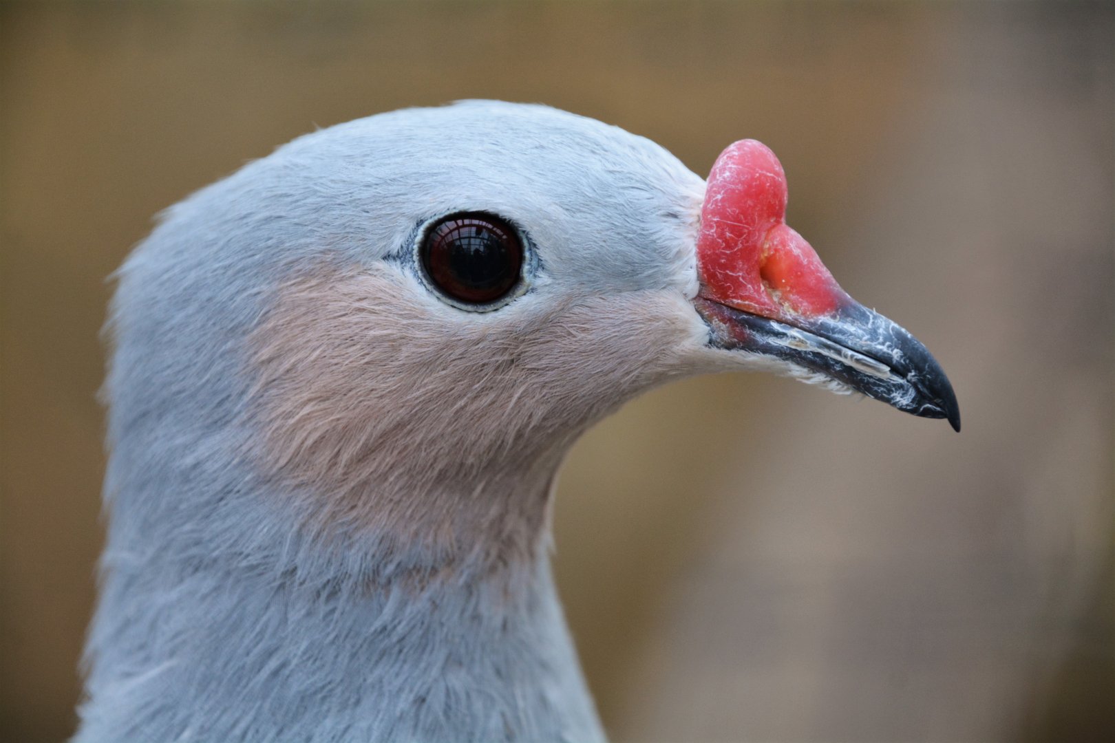 Red-knobbed imperial-pigeon (Ducula rubricera rufigula)