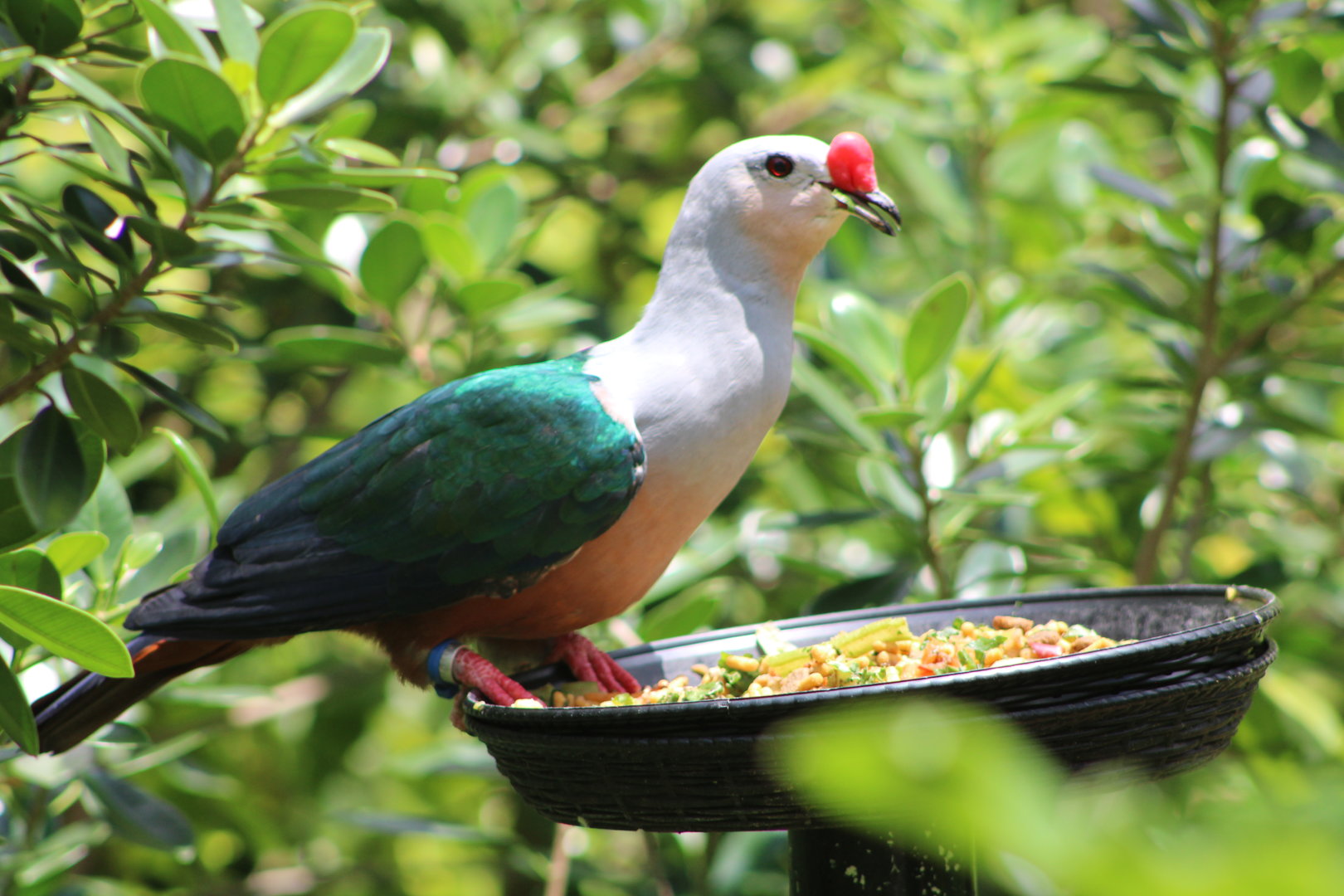 Red-Knobbed Imperial Pigeon (Ducula rubricera)