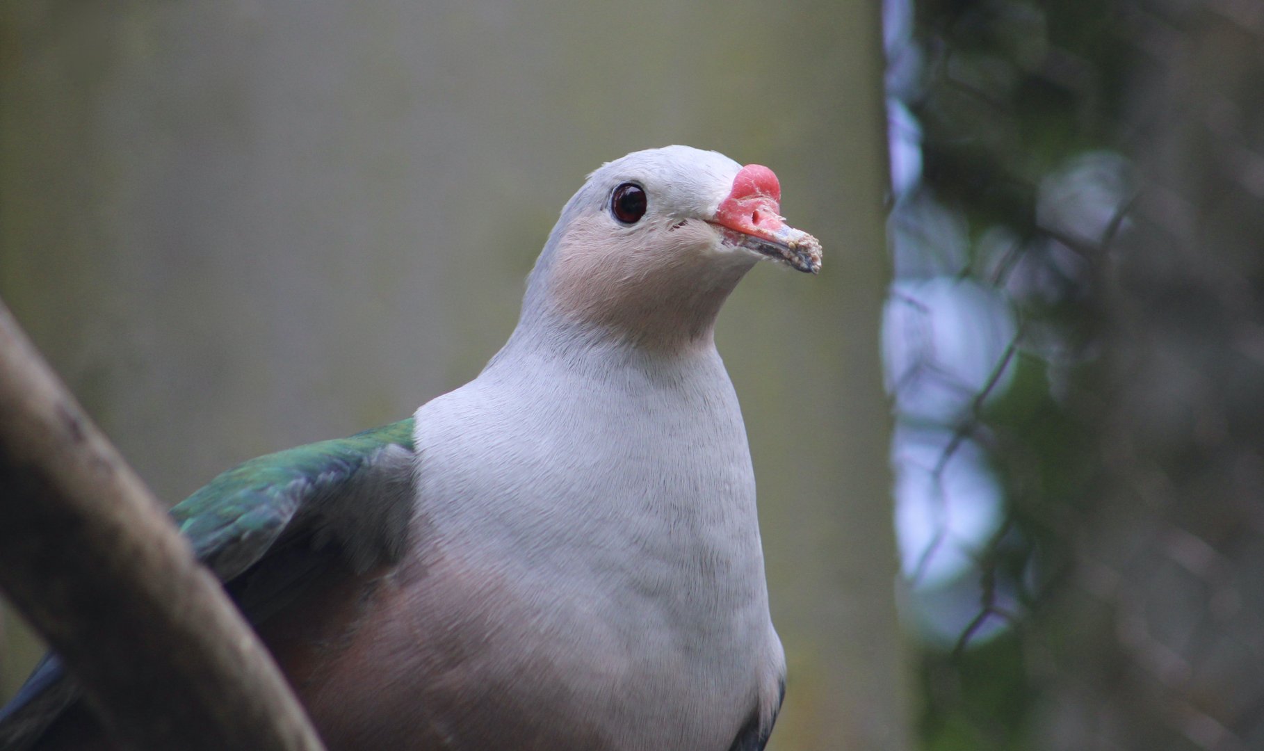 Red-Knobbed Imperial Pigeon (Ducula rubricera)
