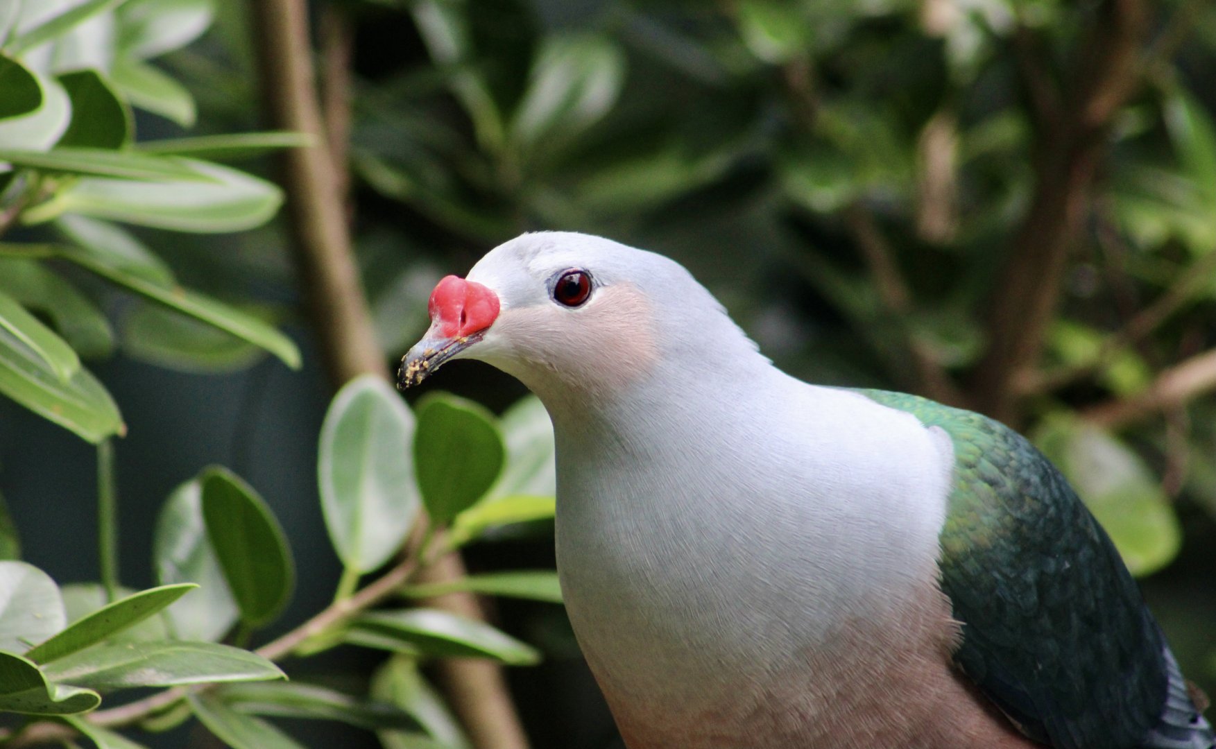Red-Knobbed Imperial Pigeon (Ducula rubricera)