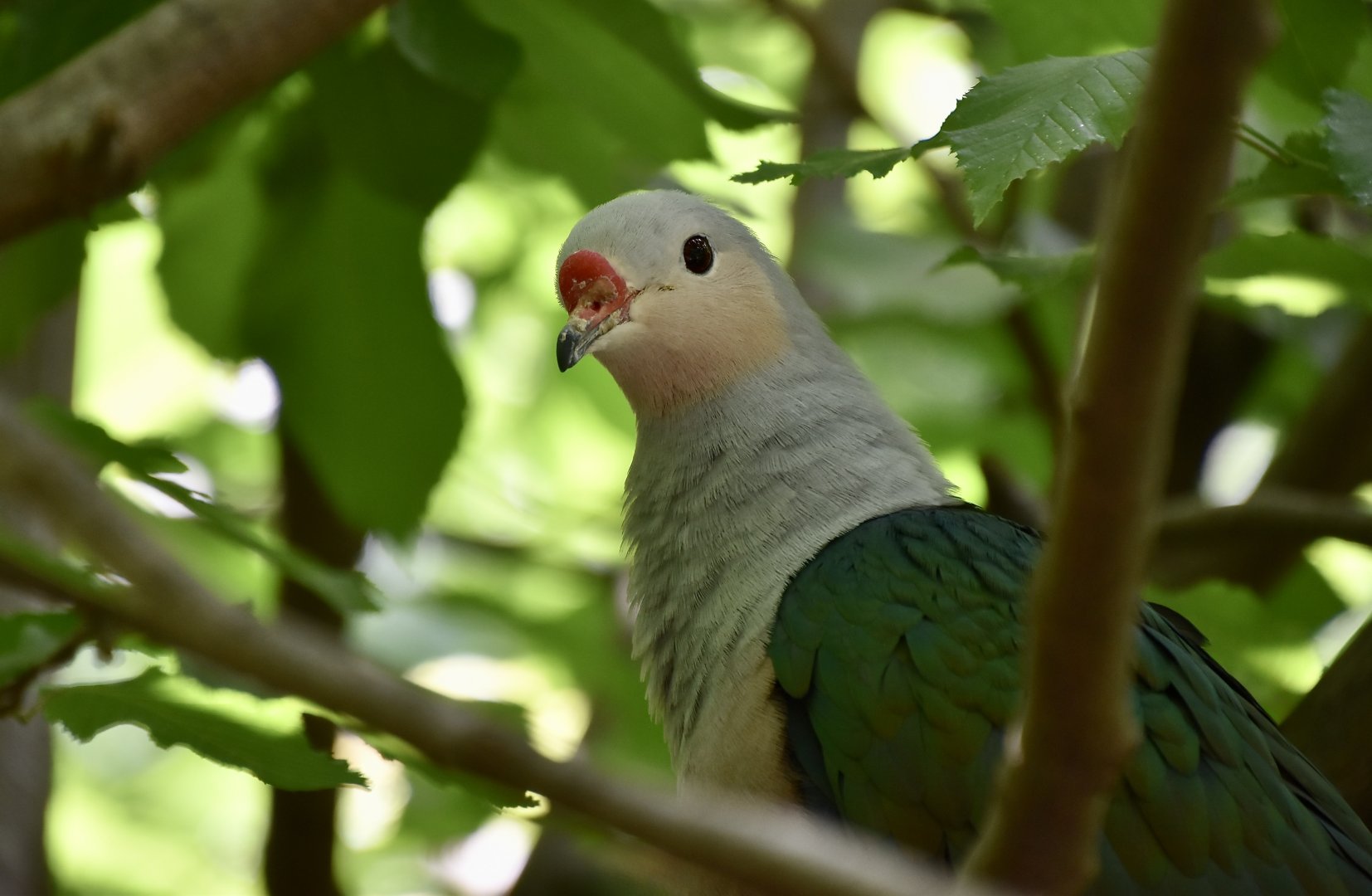 Red-Knobbed Imperial Pigeon (Ducula rubricera)