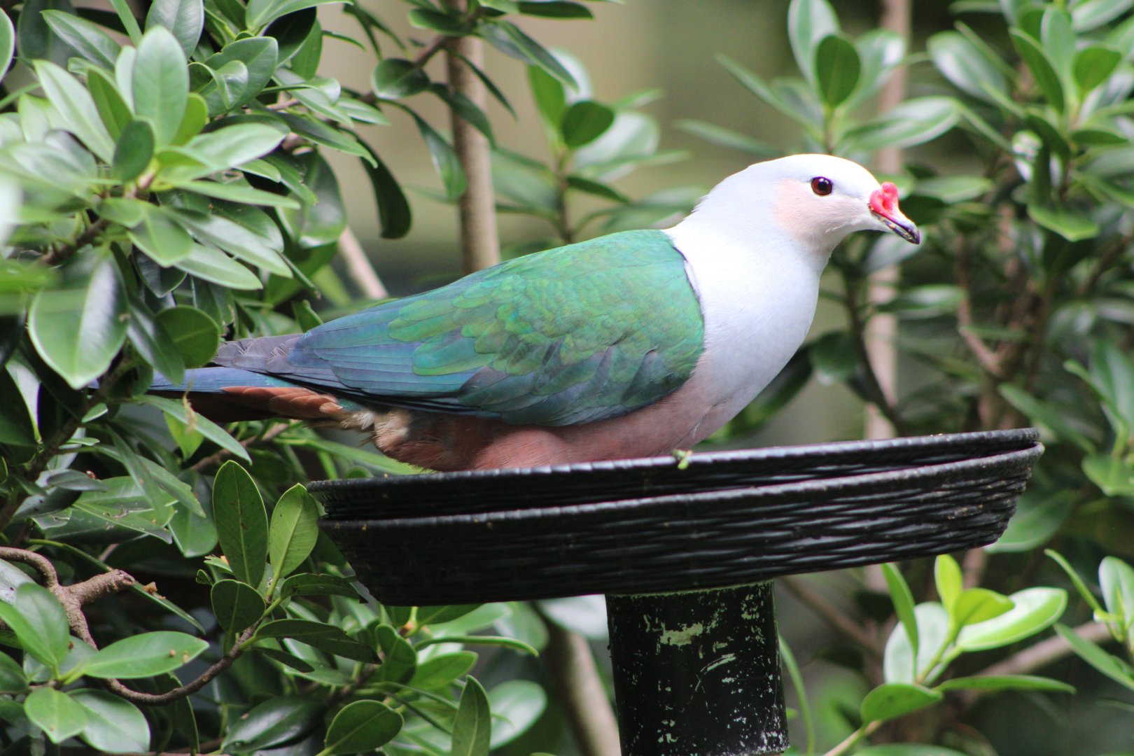 Red-Knobbed Imperial Pigeon (Ducula rubricera)