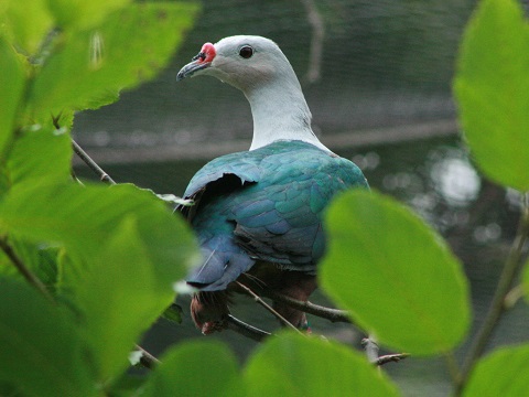 Red-knobbed Imperial-pigeon