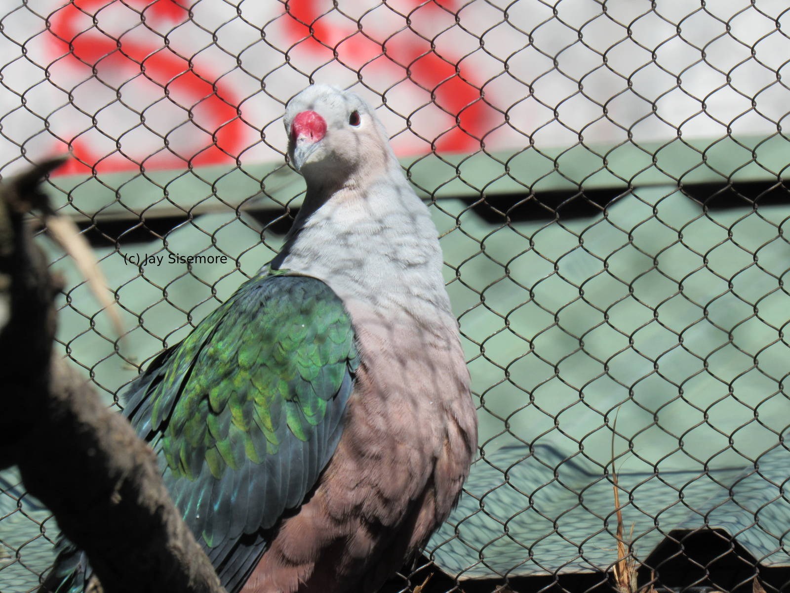 Red-Knobbed Imperial Pigeon